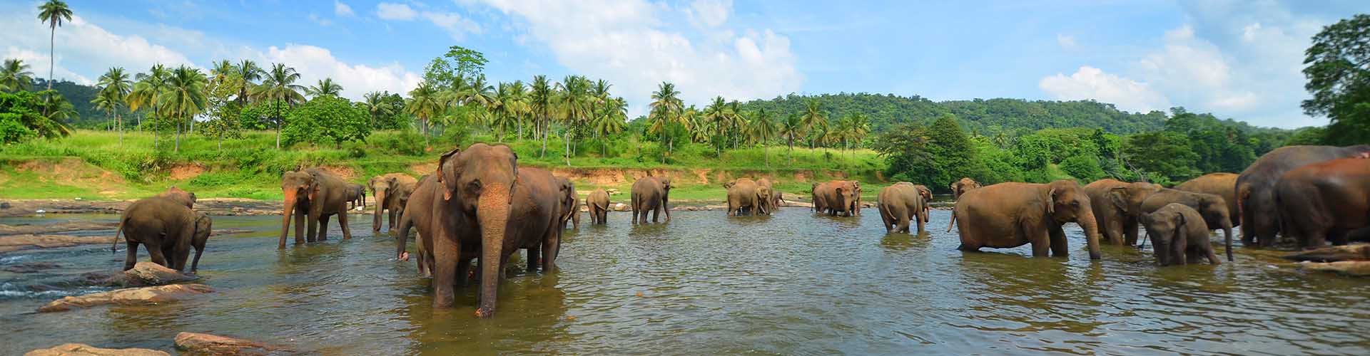 Elephants and Nature of Sri Lanka